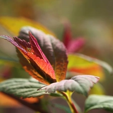 Japanese Spirea, Red, Leaf, Bush