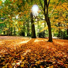Leaf, sun, viewes, autumn, trees
