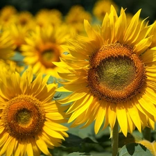 Leaf, Flowers, sunflower