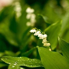 dew, lily of the Valley, Leaf