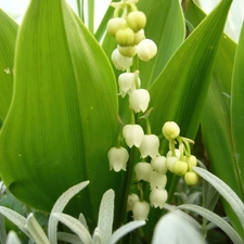 lily of the Valley, Leaf