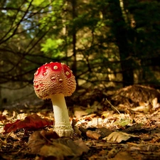 Leaf, forest, toadstool