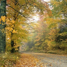 Leaf, trees, forest, Yellow, Path