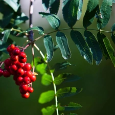 trees, Plant, Leaf, branch