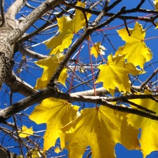 trees, Yellow, Leaf, maple