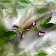 Fragrant Peas, twig, Leaf, graphics, Buds, Flowers