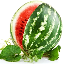 watermelon, Leaf