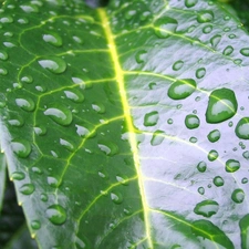 leaf, Green, wet