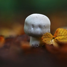 leaf, Mushrooms, White