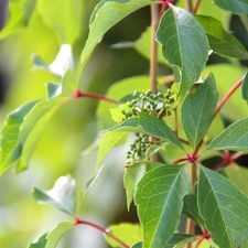 Leaf, wild, Wine