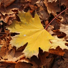 Yellow, dry, Leaf, leaf