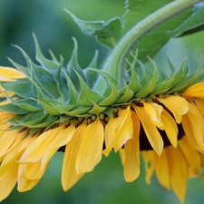Colourfull Flowers, Sunflower, leaning