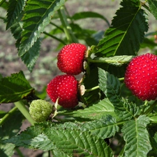 bush, green ones, leaves, raspberries