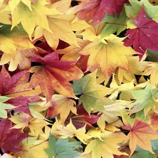 Leaves, dump, Colorful
