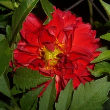 Dalia, Colourfull Flowers, leaves, Red