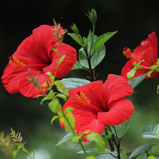 Flowers, Red, leaves, hibiskus