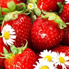 leaves, strawberries, Flowers