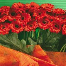 leaves, Red, gerberas