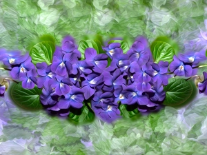 graphics, fragrant violets, leaves