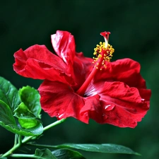 leaves, Red, hibiskus