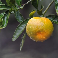 mandarine, green ones, leaves, sapling