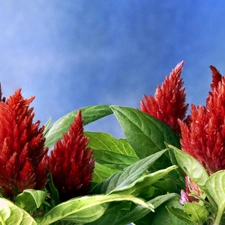 Blossoming, Celosia, red hot