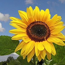 Sky, green ones, leaves, Sunflower