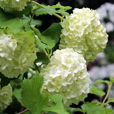 White, green ones, leaves, Viburnum