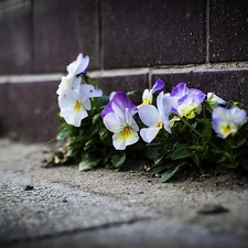 ledge, Flowers, pansies