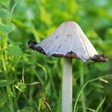 curled, White, leg, grass, Hat, Mushrooms