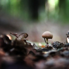 Little, Hat, leg, mushroom