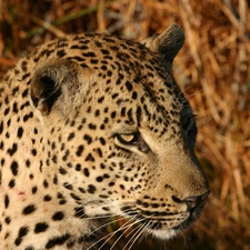 Head, leopard