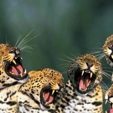 roaring, Leopard