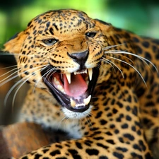 furious, Leopards