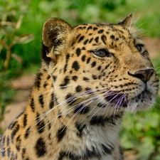 Leopards