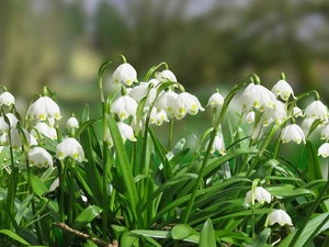 Leucojum
