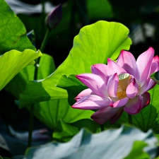 ligh, sun, Leaf, flash, bud, lotus, Colourfull Flowers, luminosity