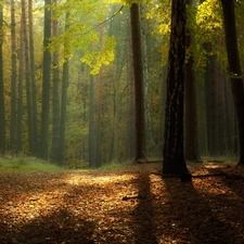 Przebijające, ligh, autumn, sun, luminosity, Leaf, forest, flash