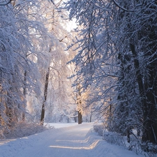 Przebijaj?ce, ligh, winter, sun, luminosity, Way, forest, flash