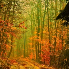 Przebijaj?ce, ligh, autumn, sun, luminosity, Way, forest, flash