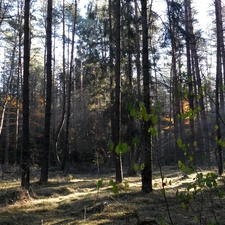 autumn, forest, light breaking through sky