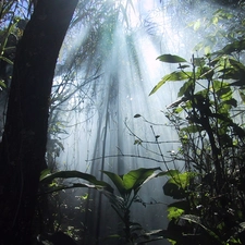 light, jungle, rays