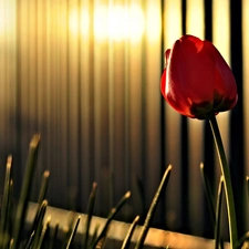 Red, glamour, light, tulip