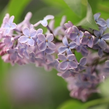 Flowers, twig, Syringa, Light Purple, without