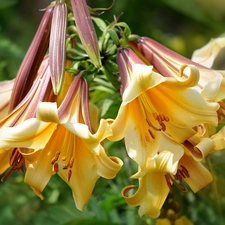 Yellow, rays, light, lilies