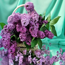 lilac, bouquet, purple