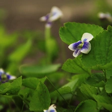 lilac, violet, White