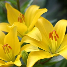 lilies, Yellow, Flowers