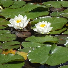 lilies, Nenufary, horns