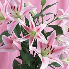 pink, lilies